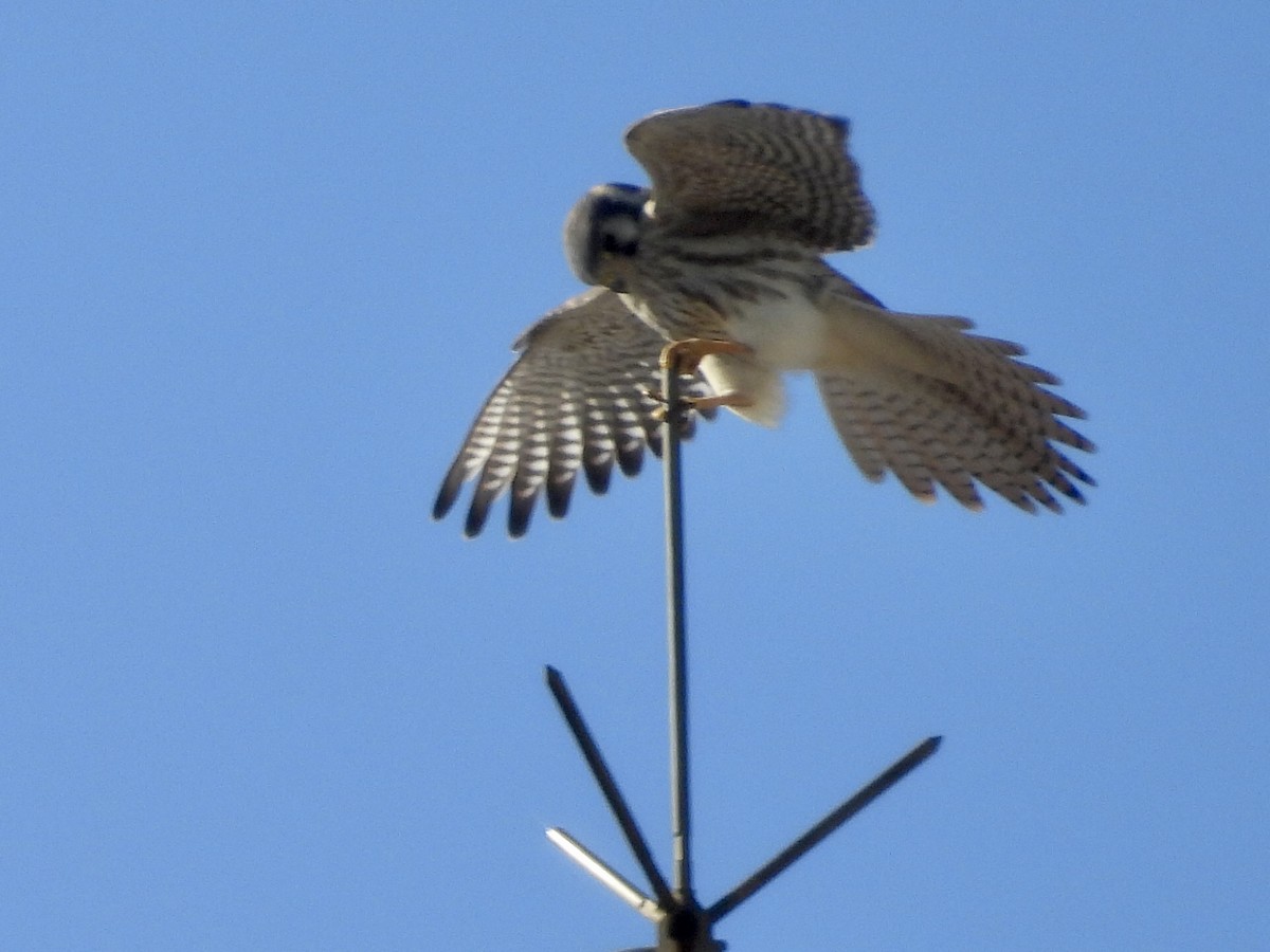 spurvefalk - ML646900270