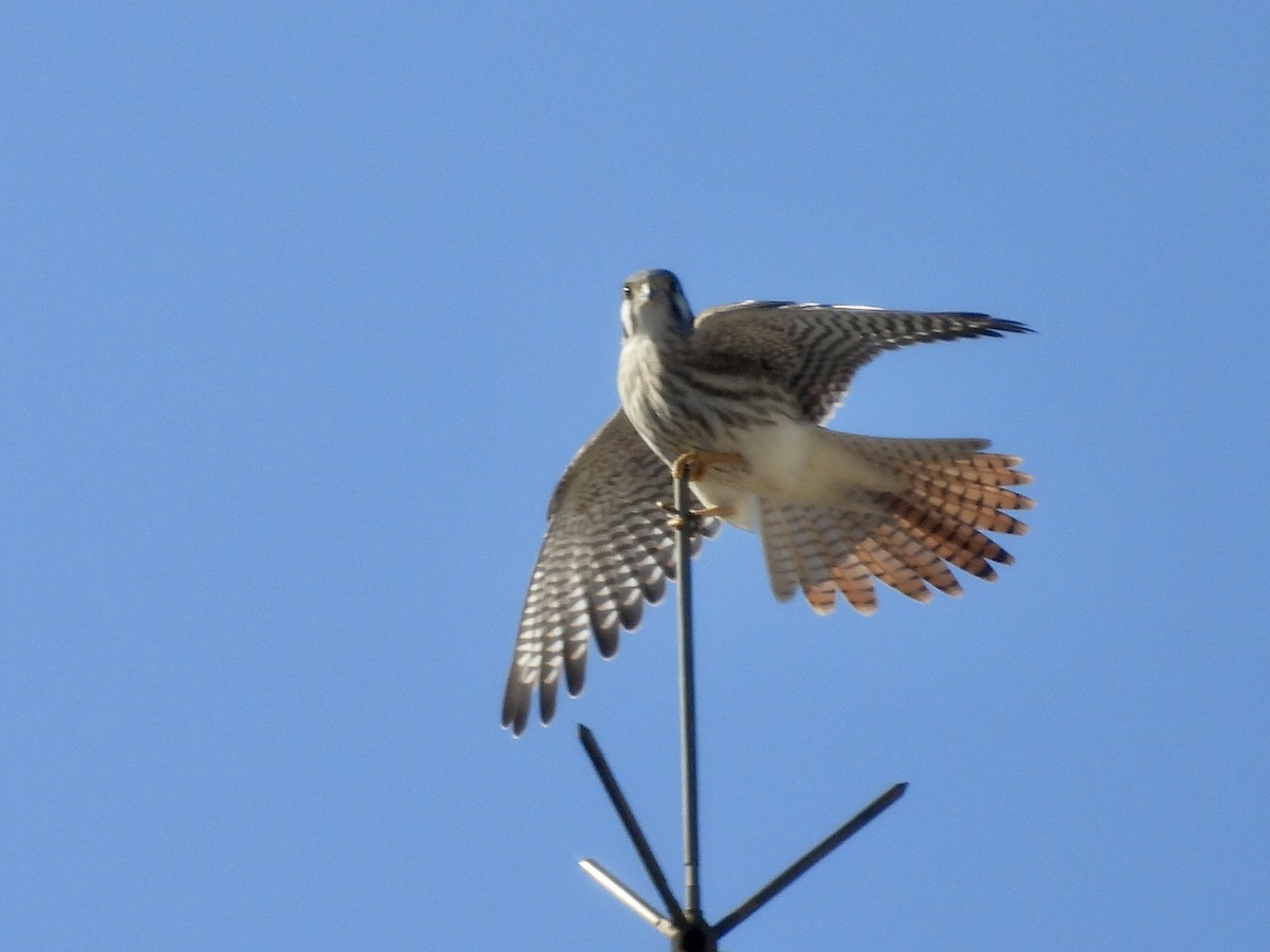 spurvefalk - ML646900271