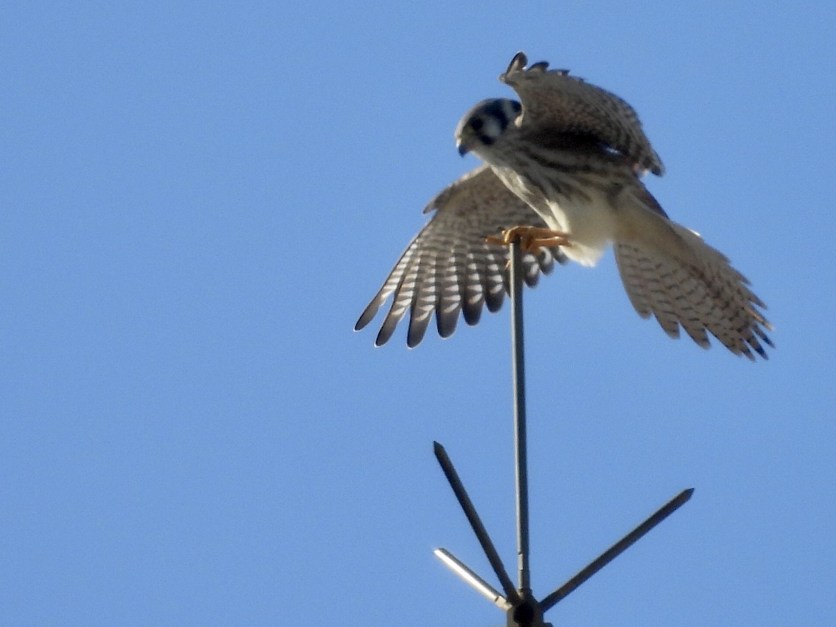 spurvefalk - ML646900272