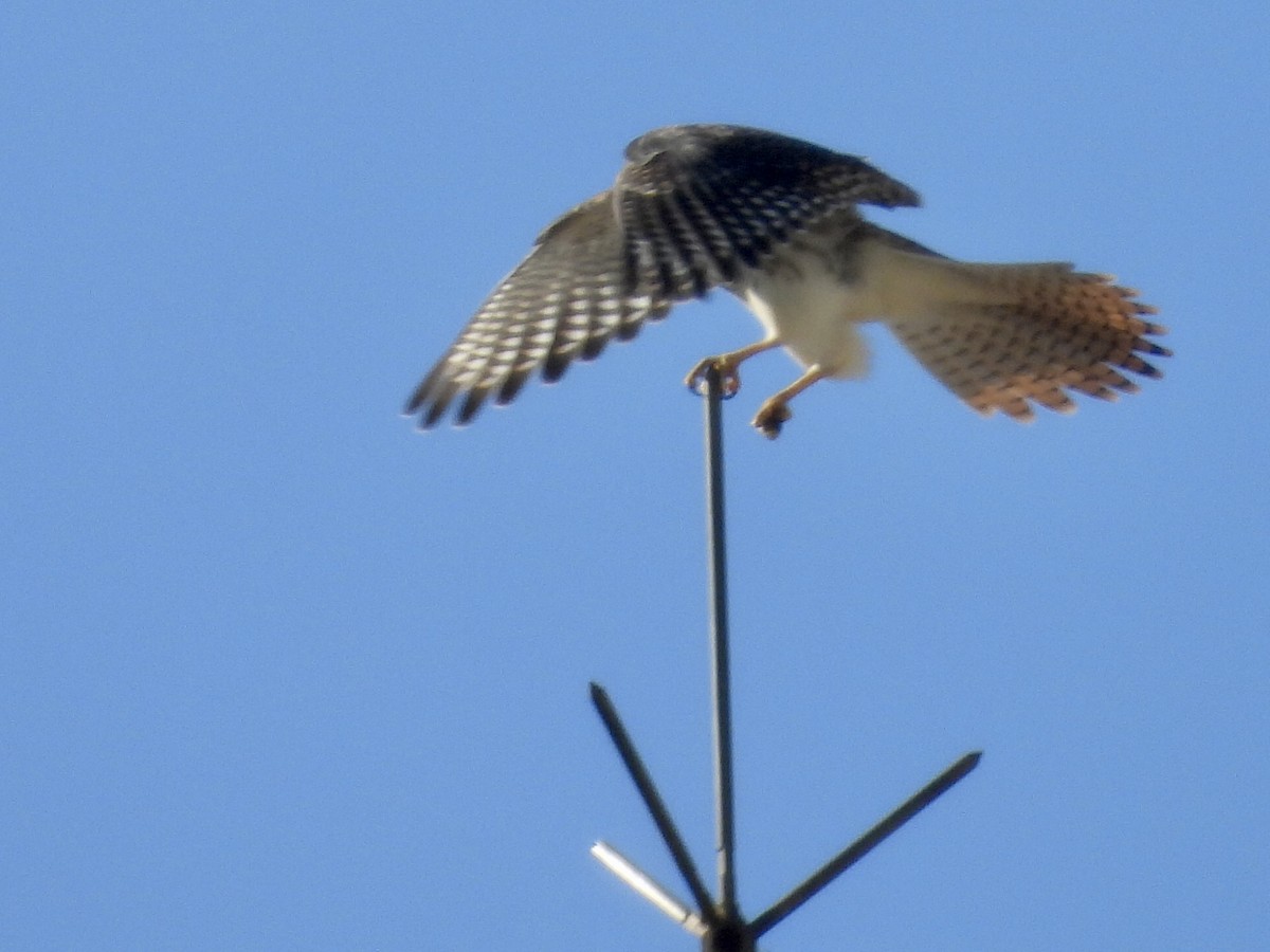 spurvefalk - ML646900274