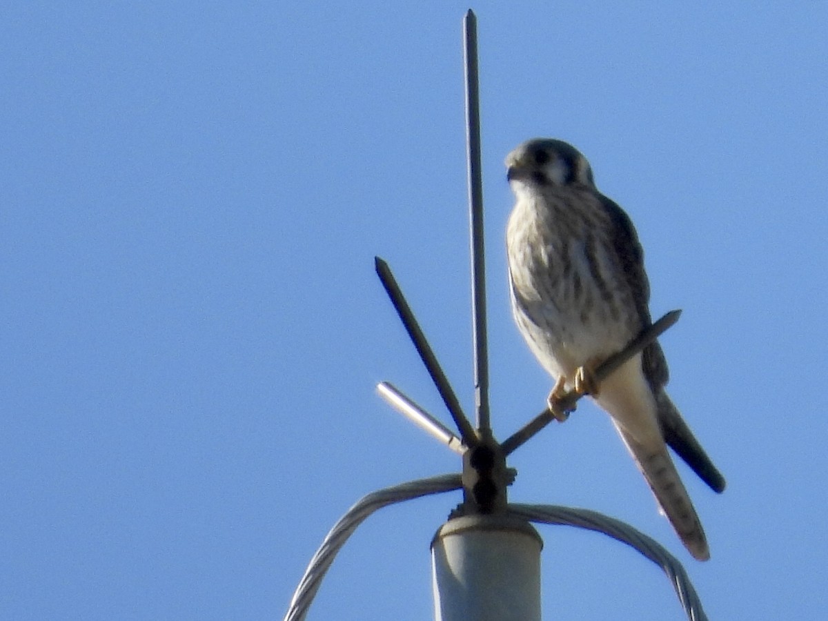 spurvefalk - ML646900275