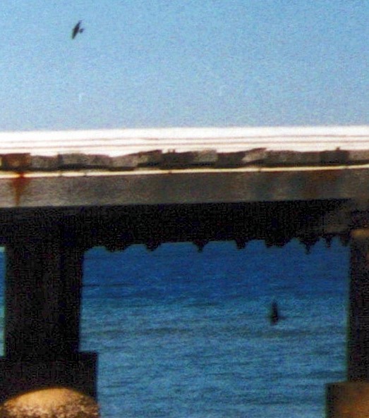 Tree Martin - ML646900277