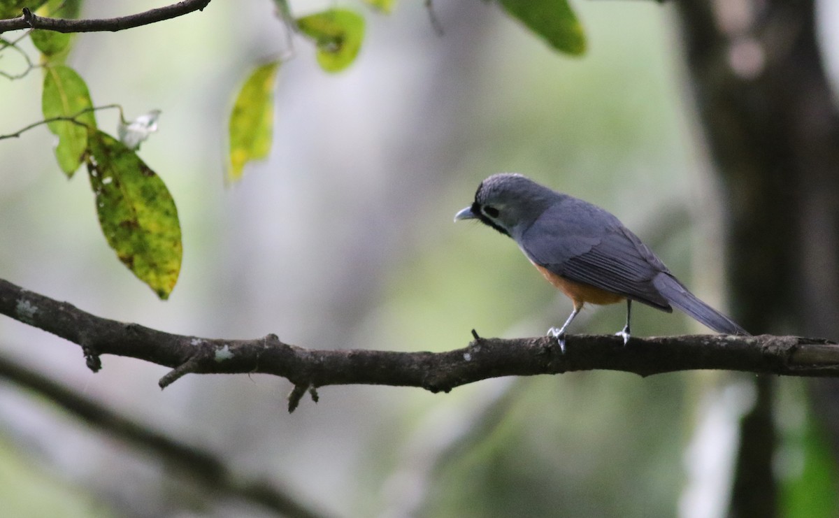 Масковый монарх - ML646900281