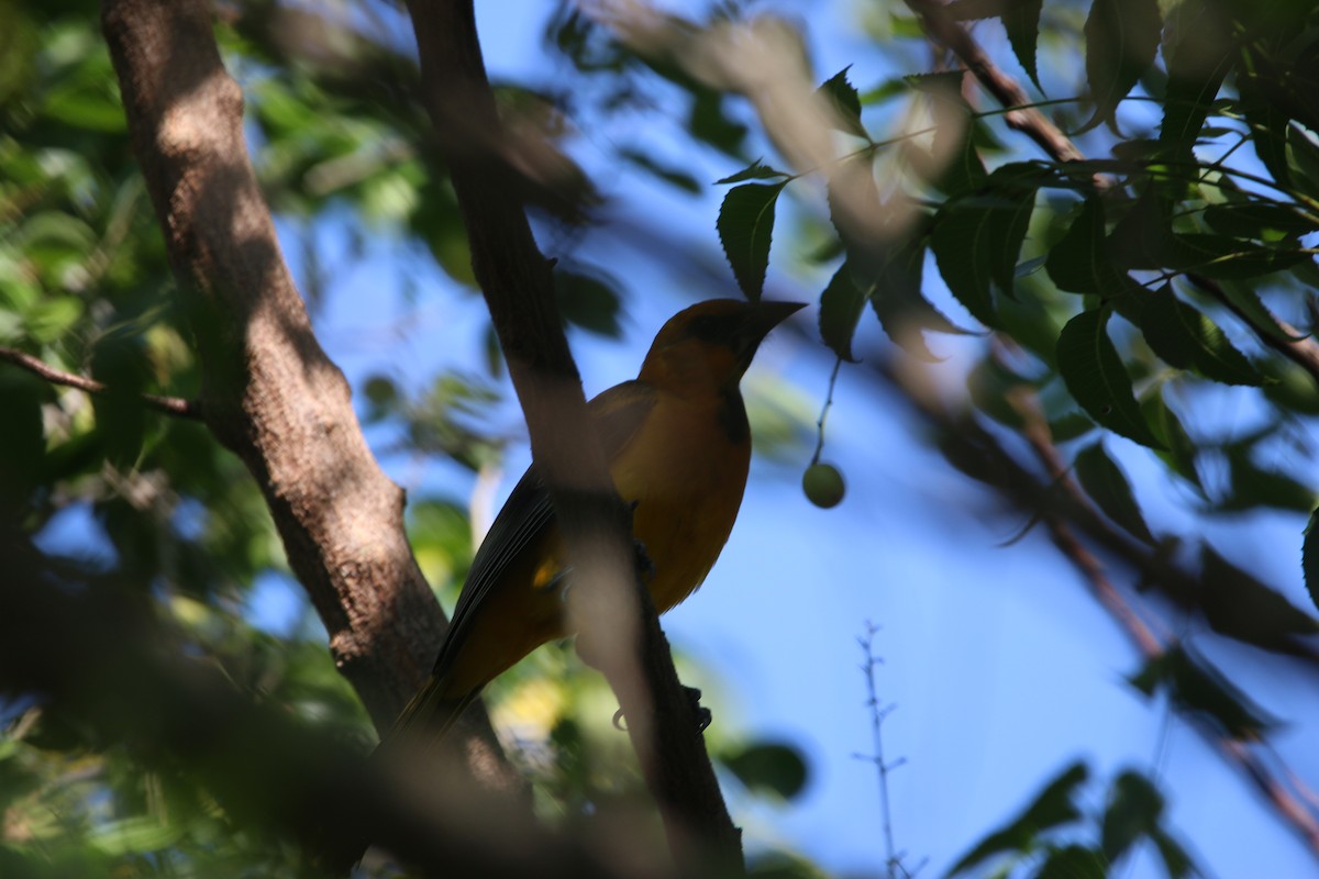 Altamira Oriole - ML646900282