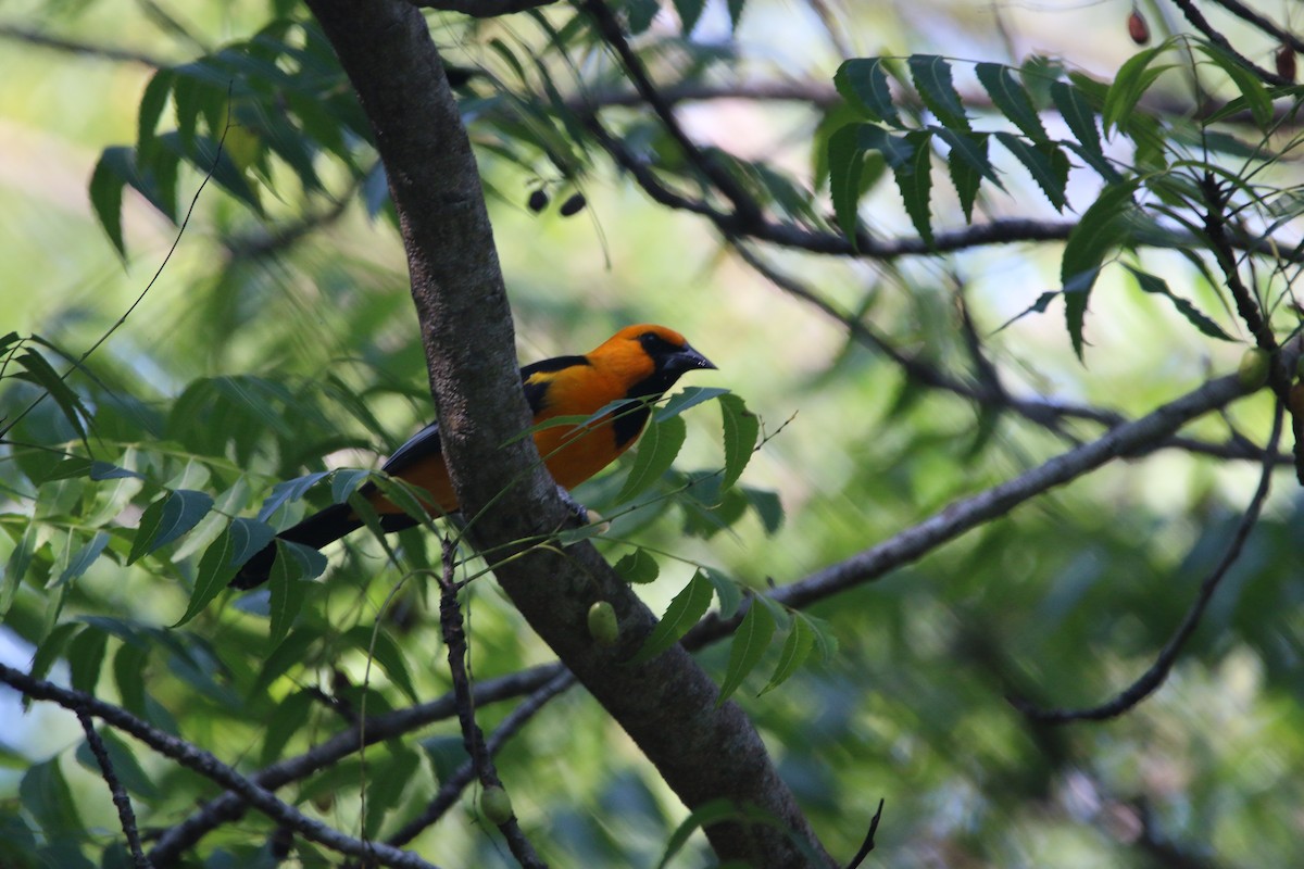 Altamira Oriole - ML646900283