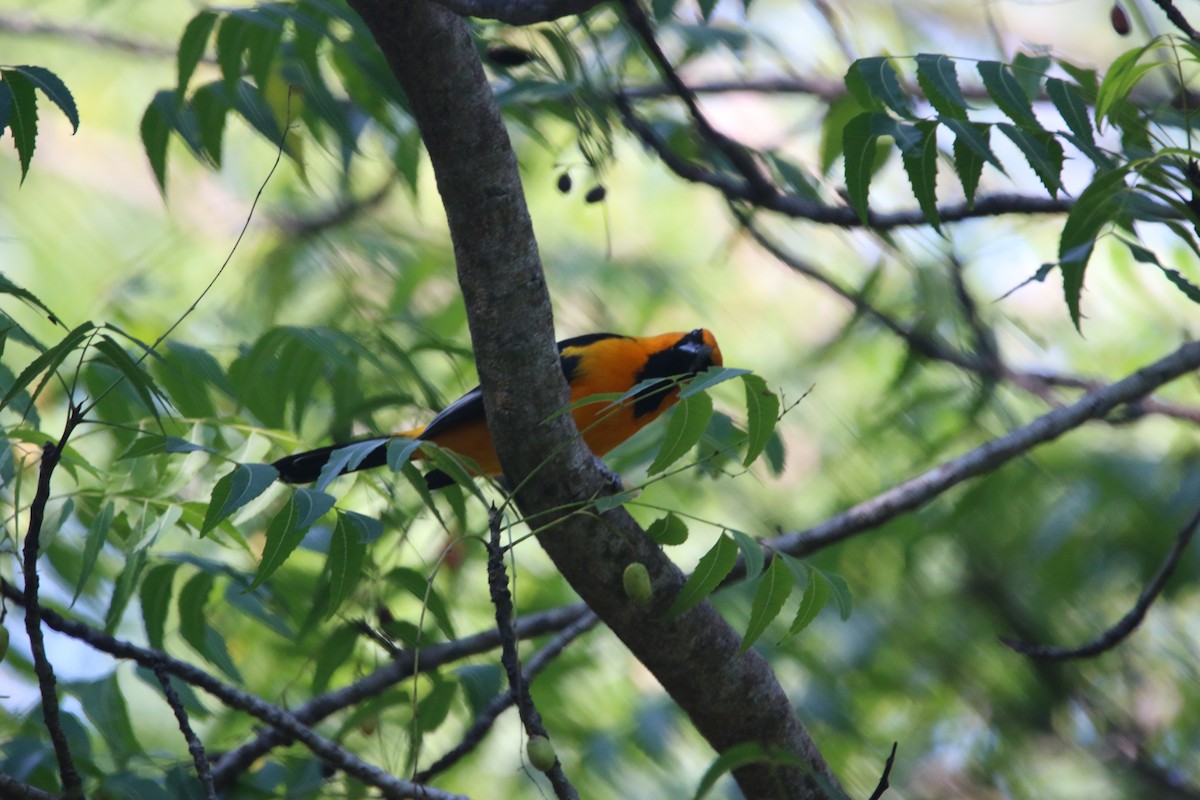 Altamira Oriole - ML646900284