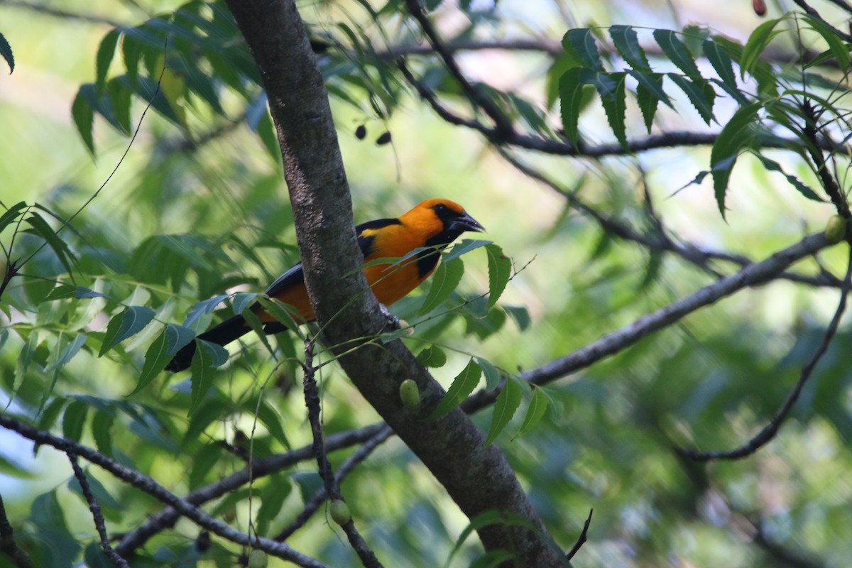 Altamira Oriole - ML646900285
