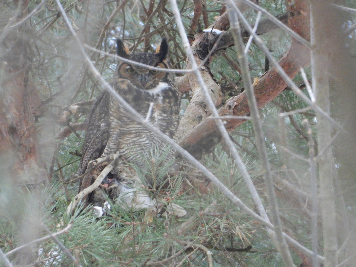 amerikahubro - ML646900286