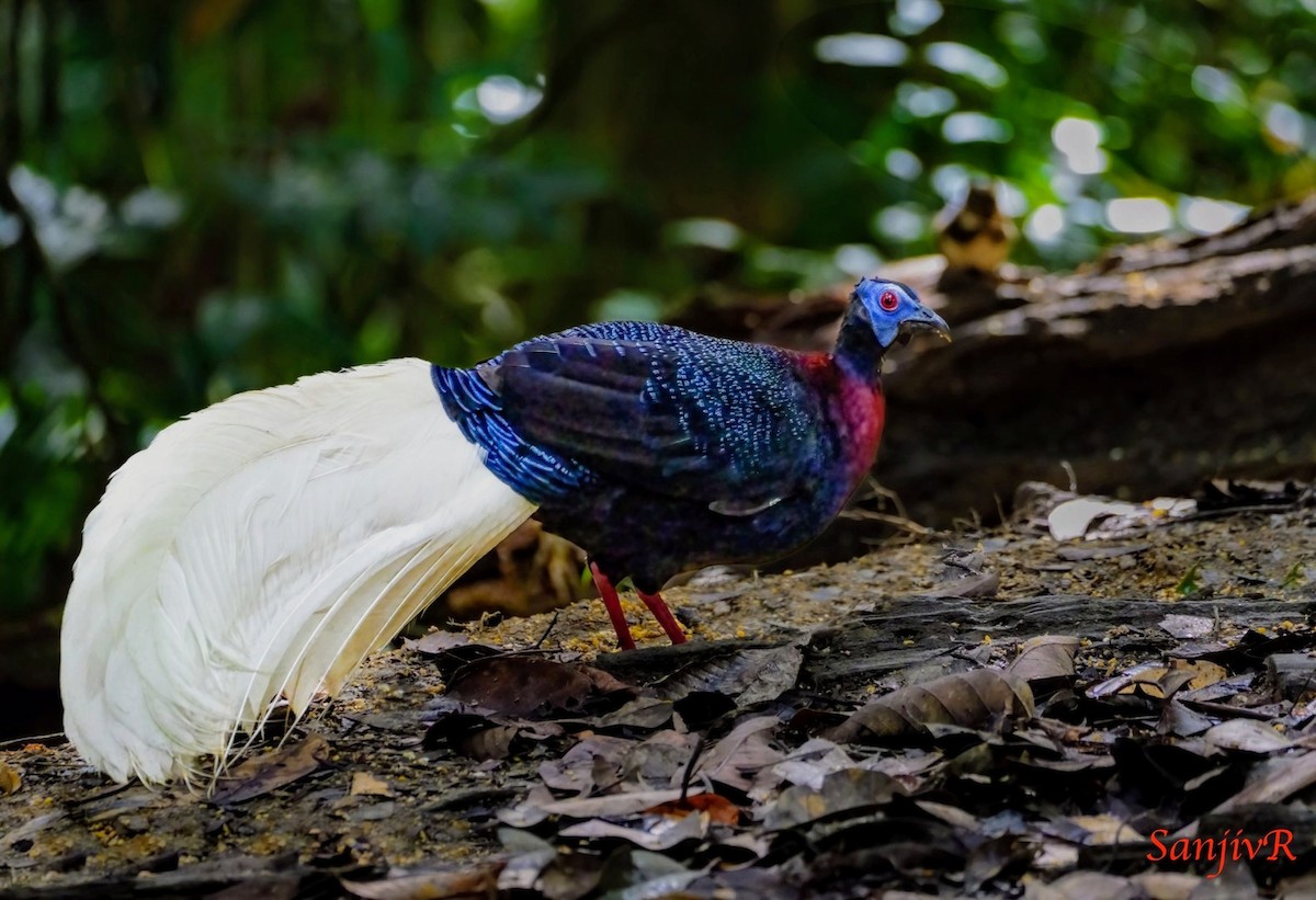 Bulwer's Pheasant - ML646900287