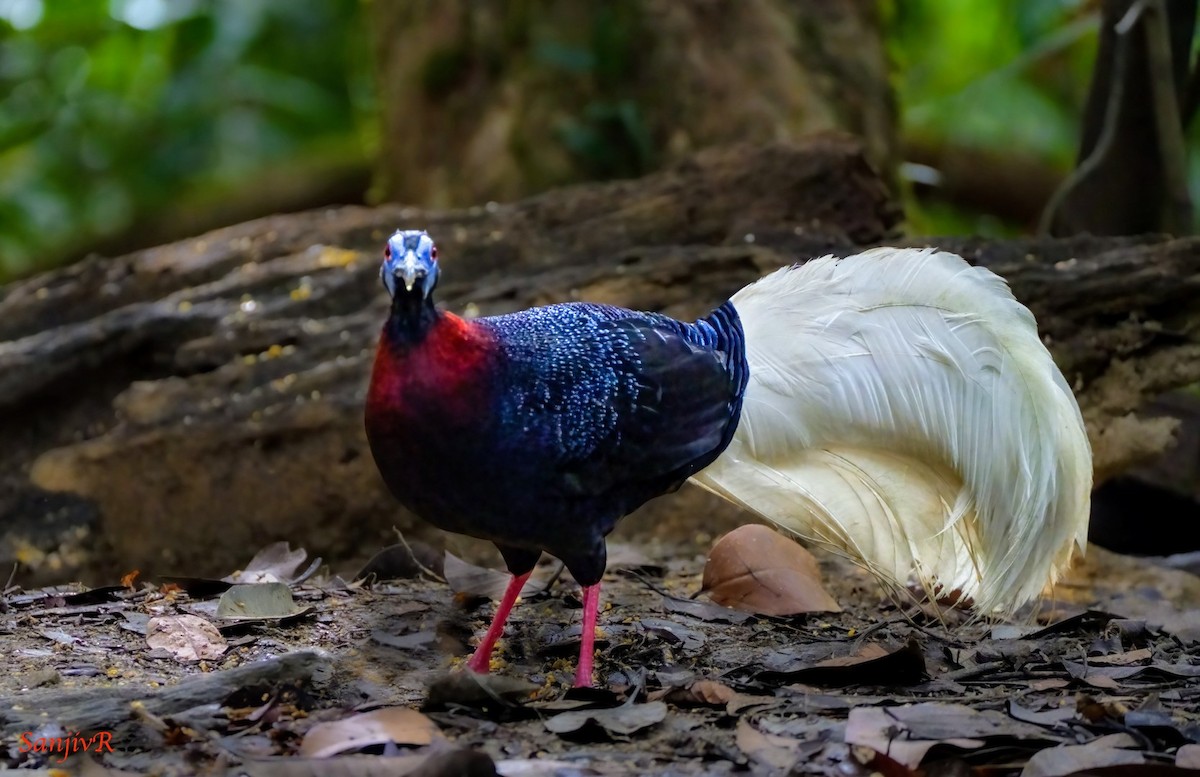 Bulwer's Pheasant - ML646900288