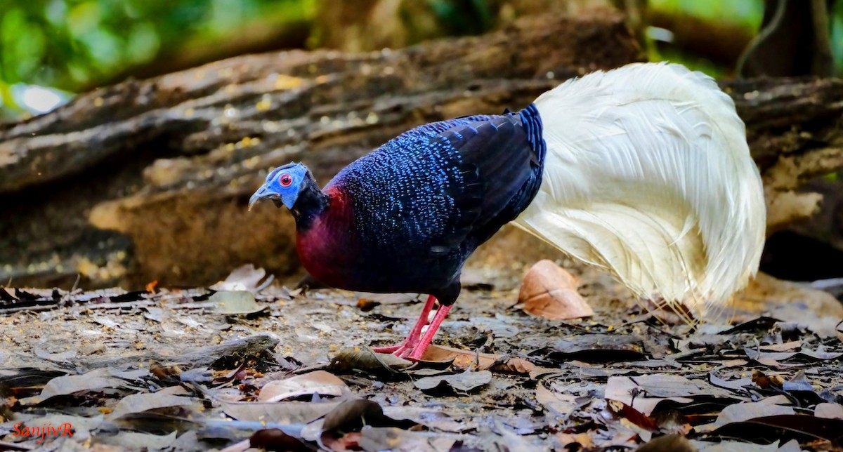 Bulwer's Pheasant - ML646900289