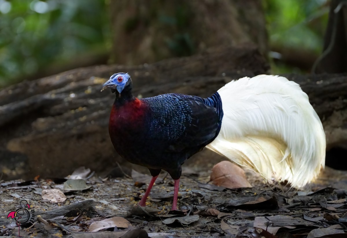 Bulwer's Pheasant - ML646900290