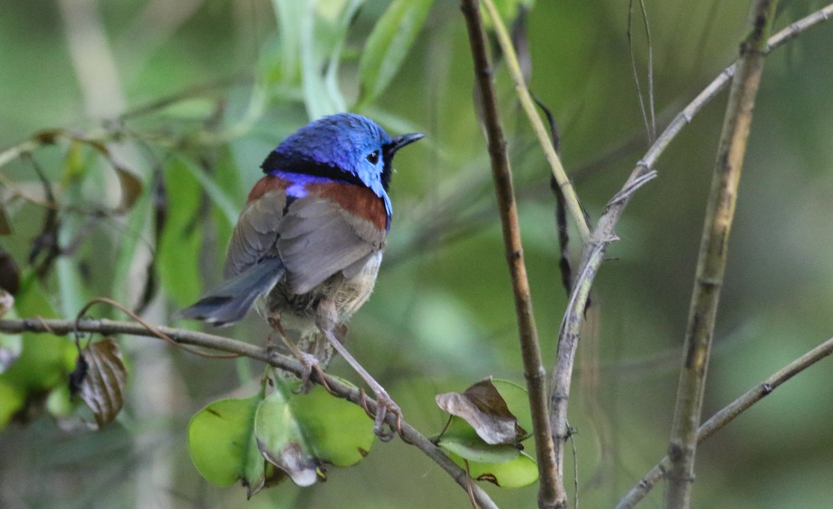 Разноцветный малюр - ML646900293