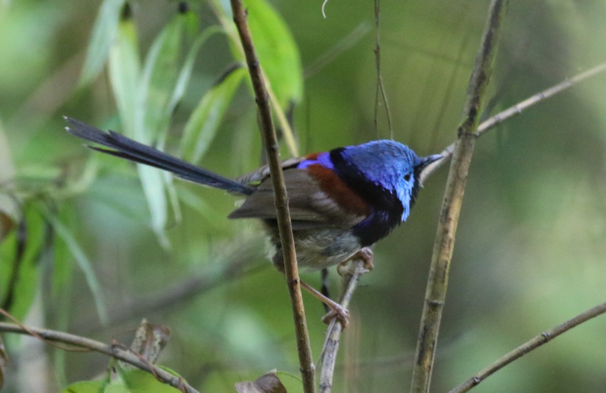 Разноцветный малюр - ML646900294