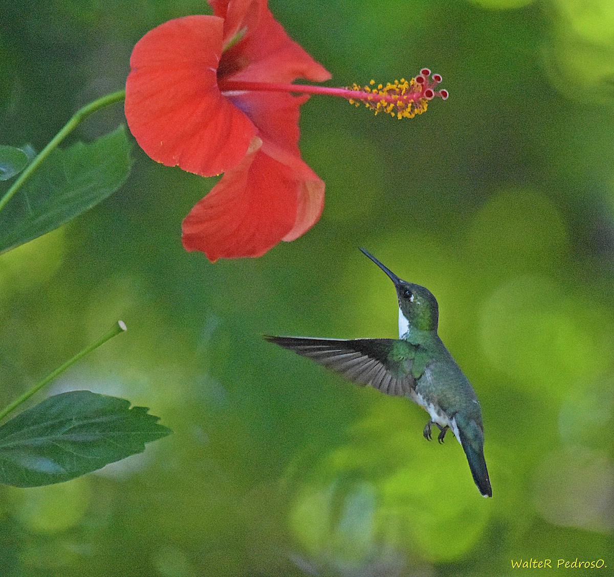 White-throated Hummingbird - ML646900295