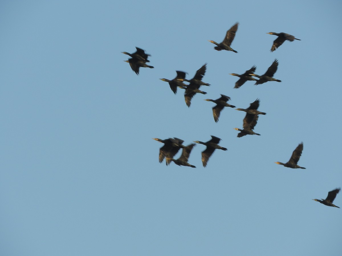 Great Cormorant - ML646900300