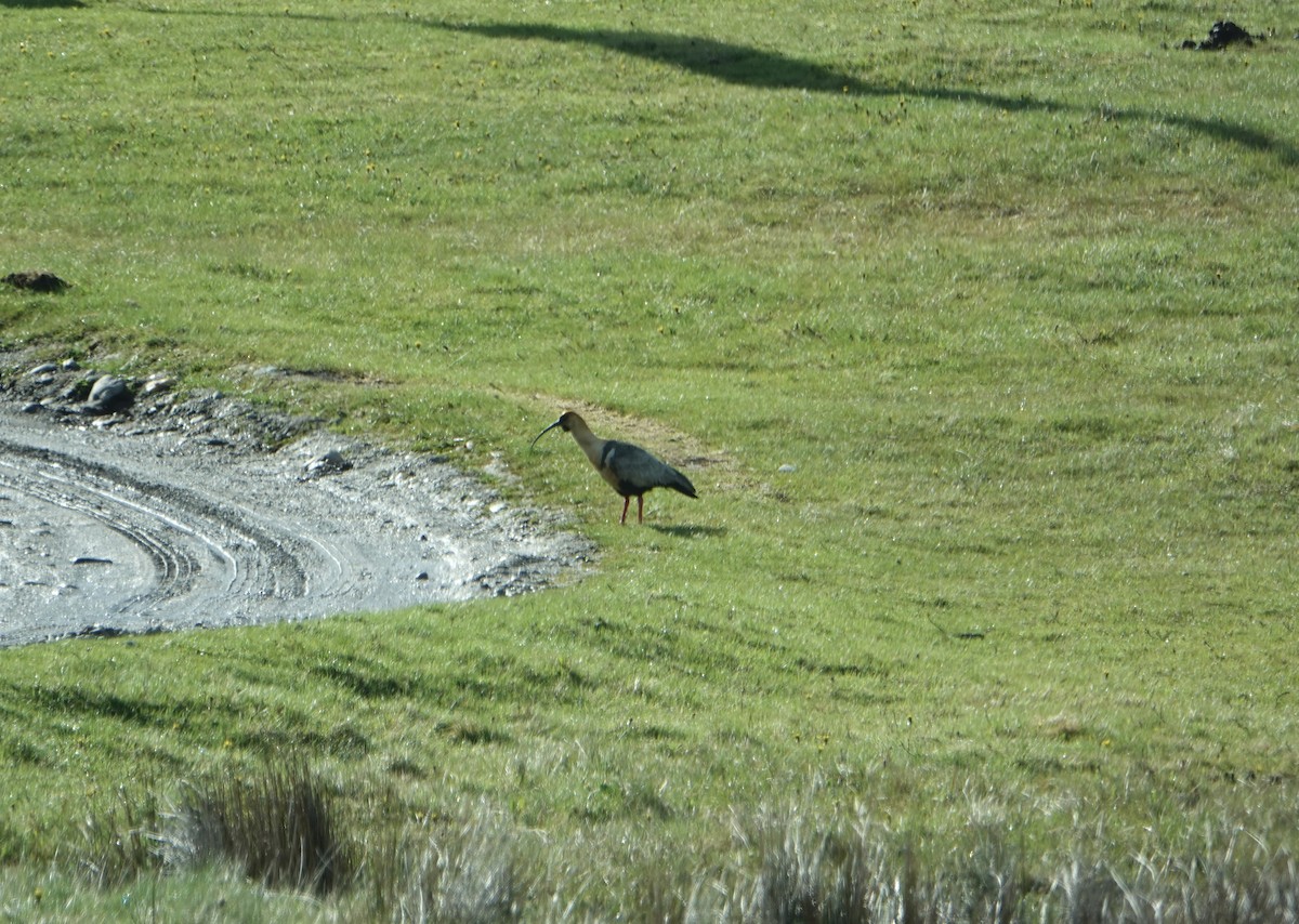 İbikli Sarıca Aynak - ML646900302