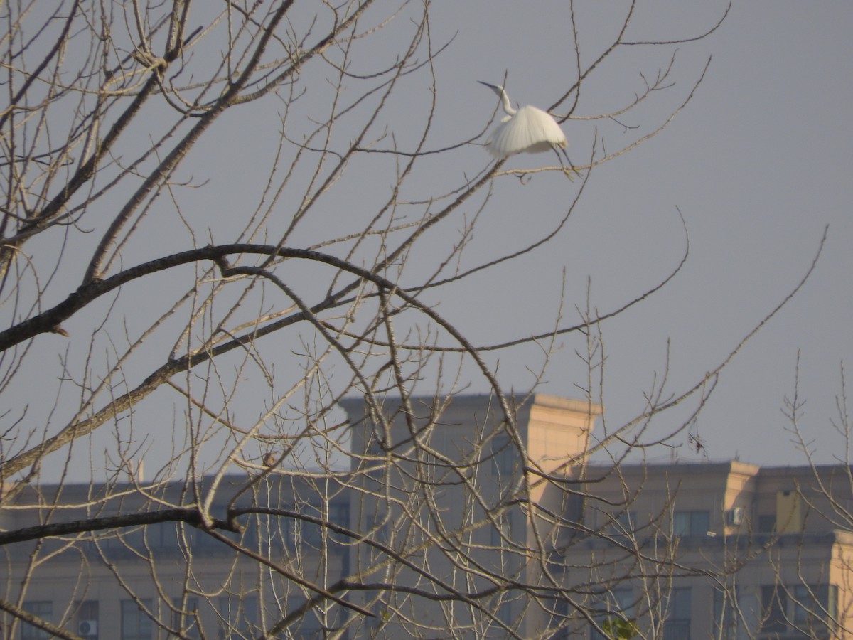 Чепура мала - ML646900316