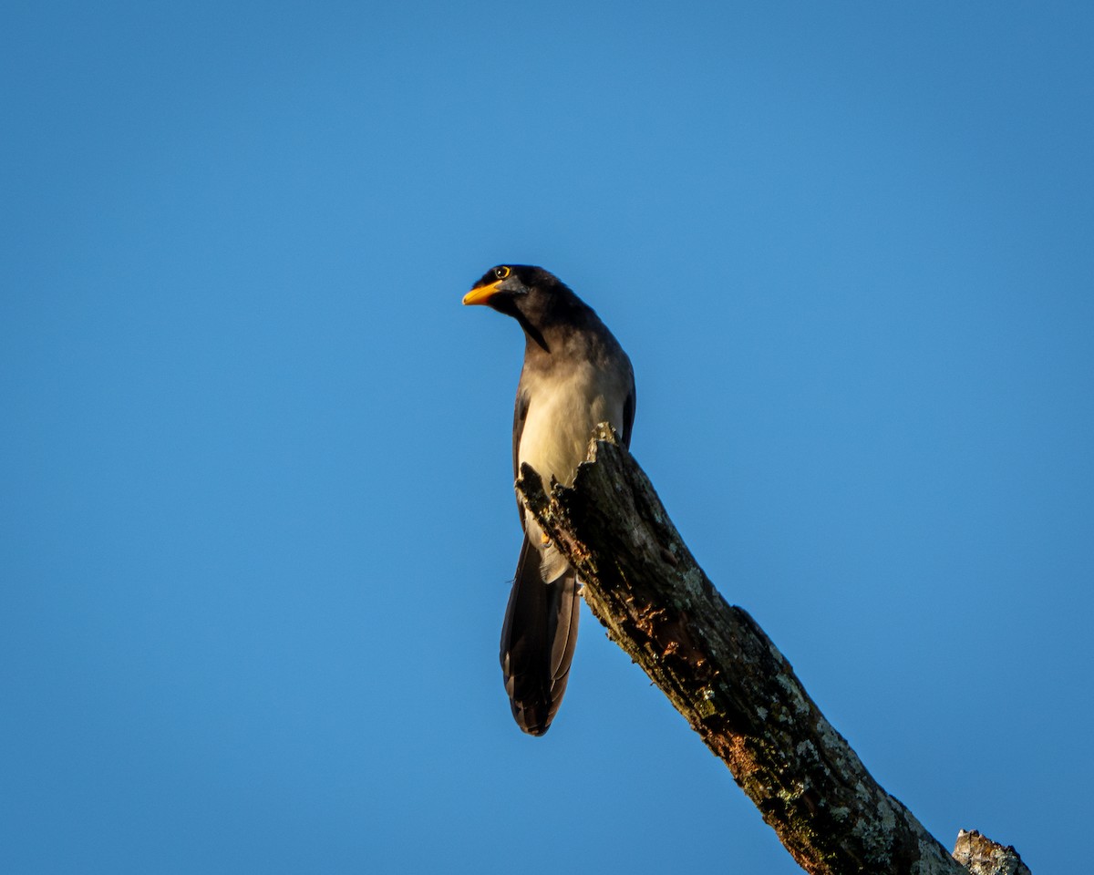 Chara Papán - ML646900319