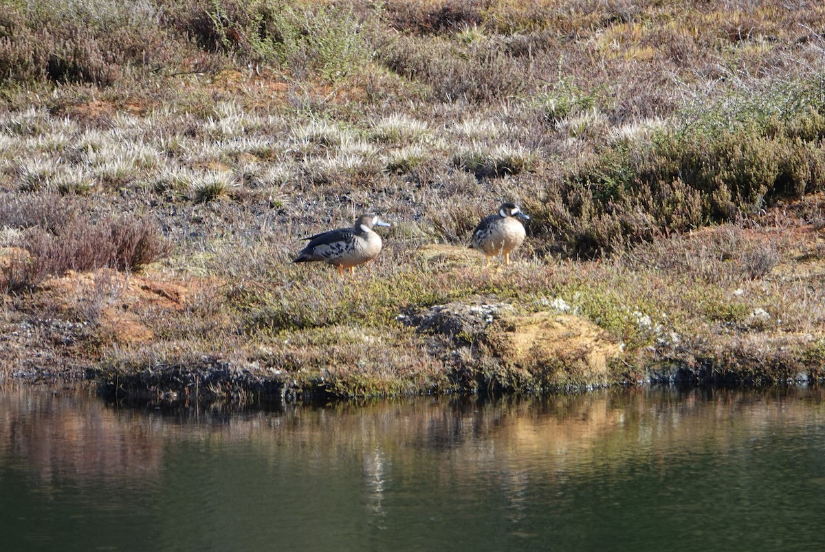 kachna bronzovokřídlá - ML646900320