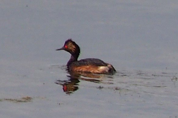 黑頸鸊鷉 - ML646900321