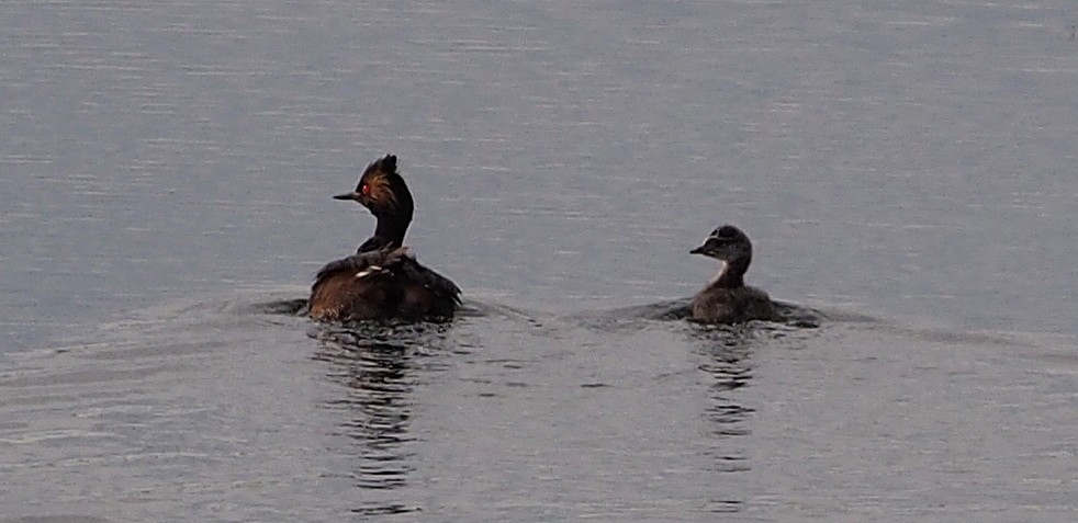 טבלן בינוני - ML646900322