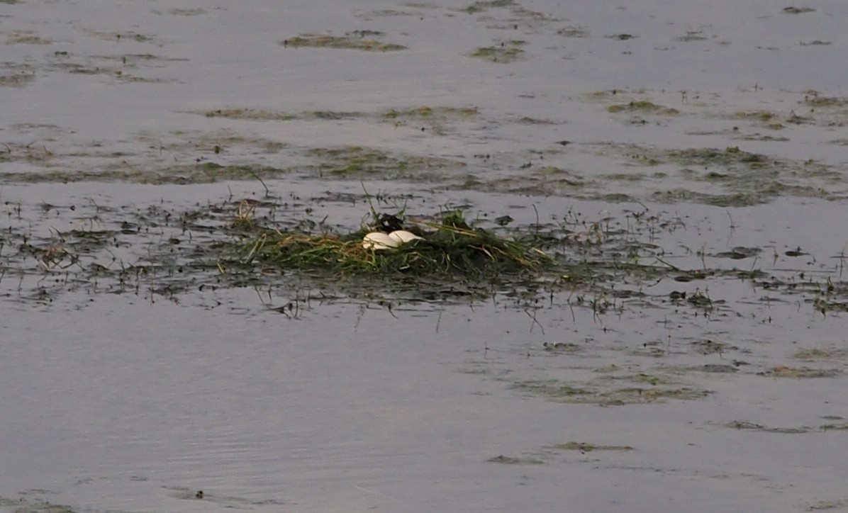 黑頸鸊鷉 - ML646900323