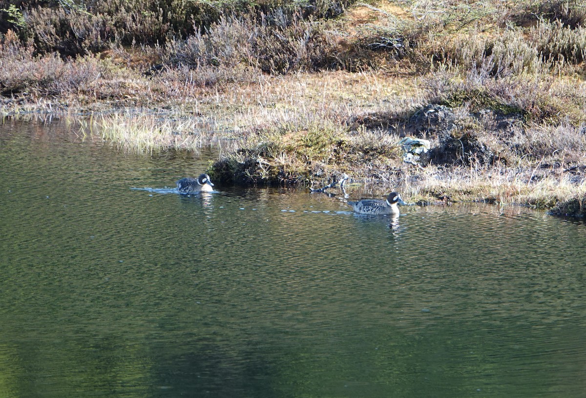 kachna bronzovokřídlá - ML646900324