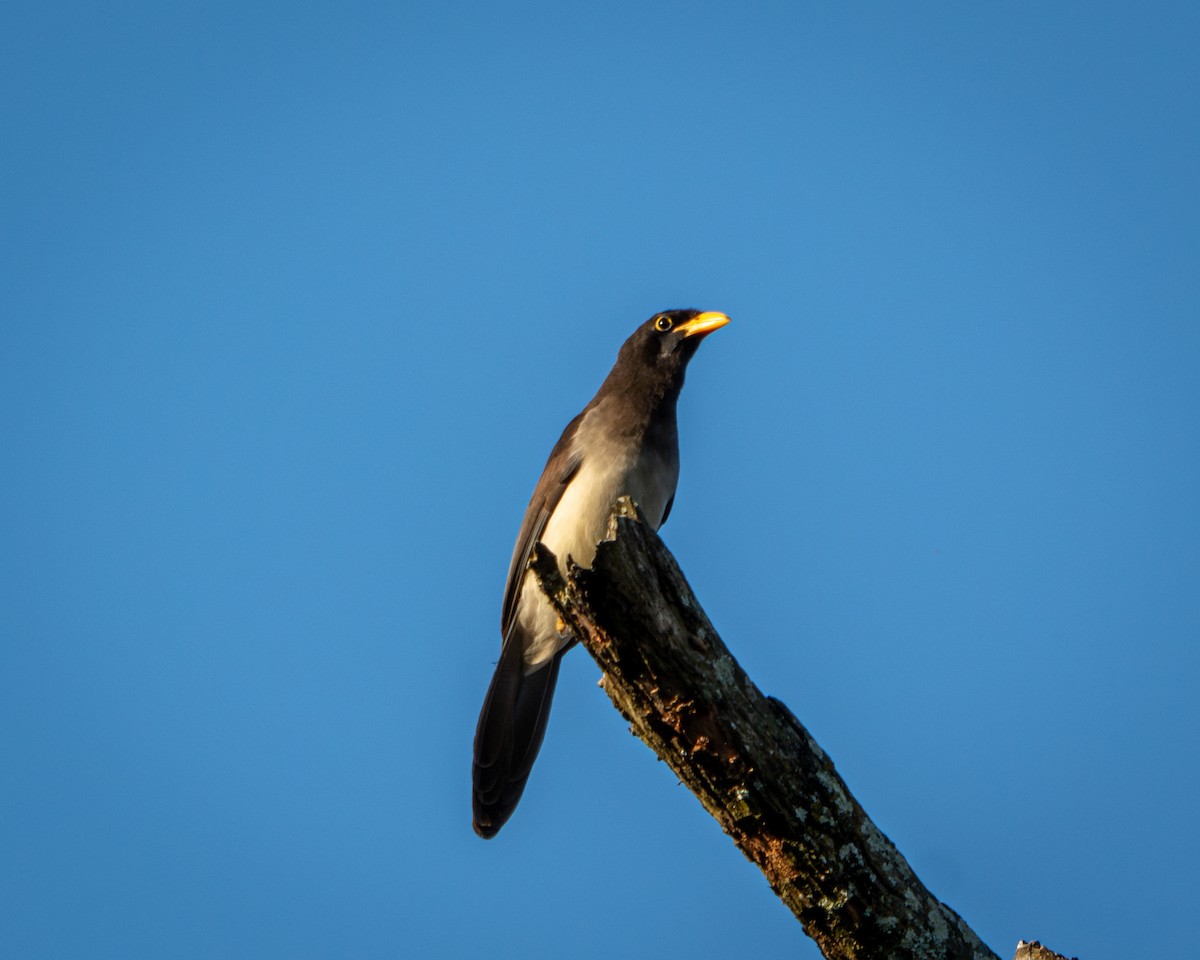 Chara Papán - ML646900325