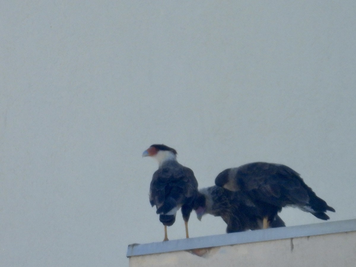 karančo jižní (ssp. plancus) - ML646900332