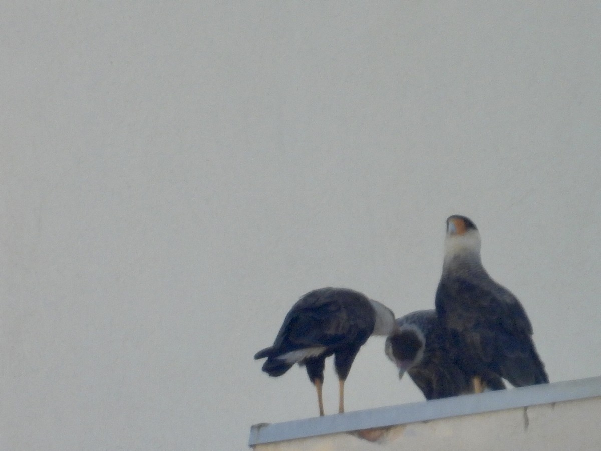 karančo jižní (ssp. plancus) - ML646900333