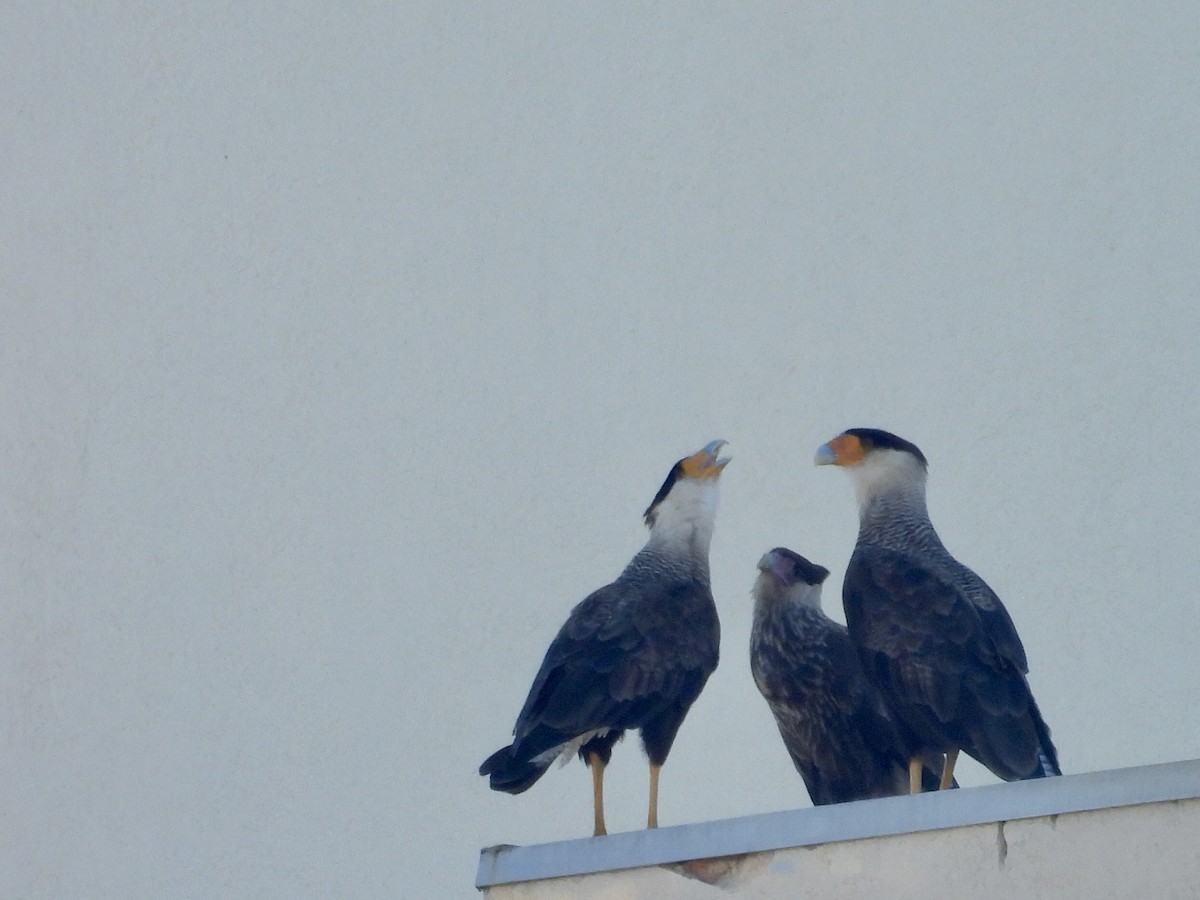 karančo jižní (ssp. plancus) - ML646900334