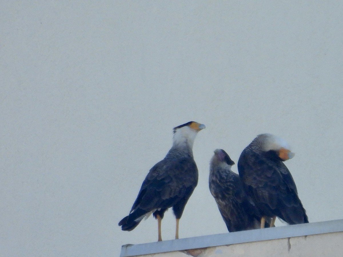 karančo jižní (ssp. plancus) - ML646900335