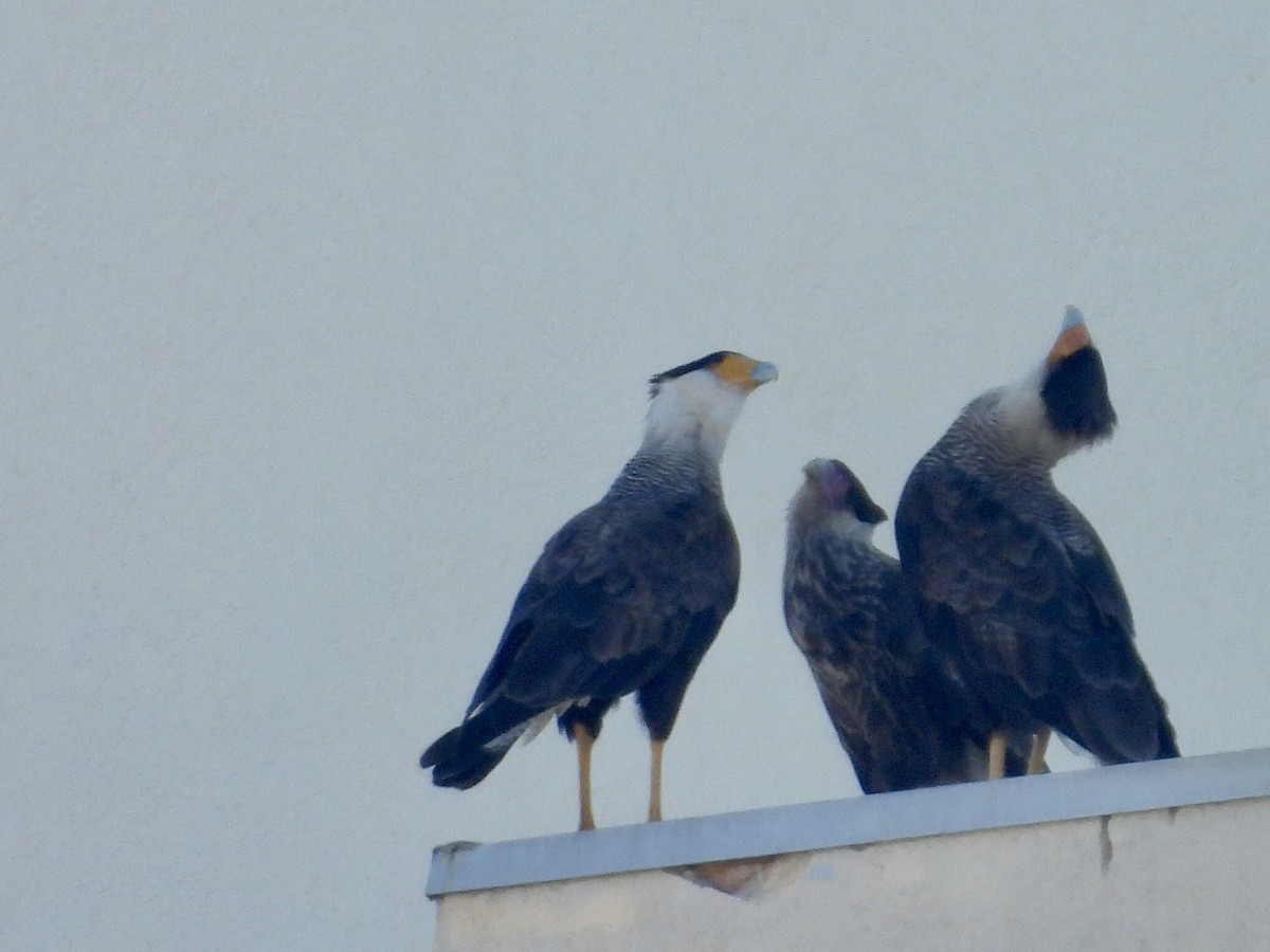 karančo jižní (ssp. plancus) - ML646900336