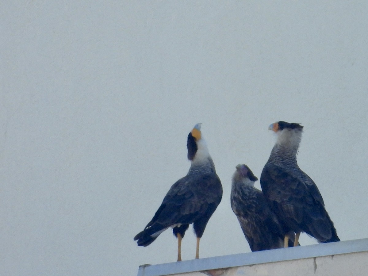 karančo jižní (ssp. plancus) - ML646900337