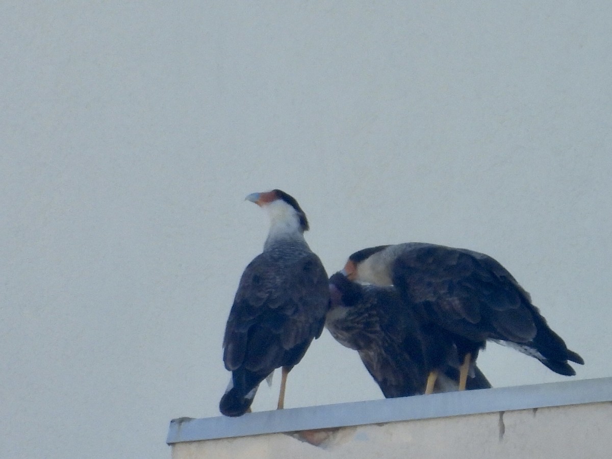 karančo jižní (ssp. plancus) - ML646900338