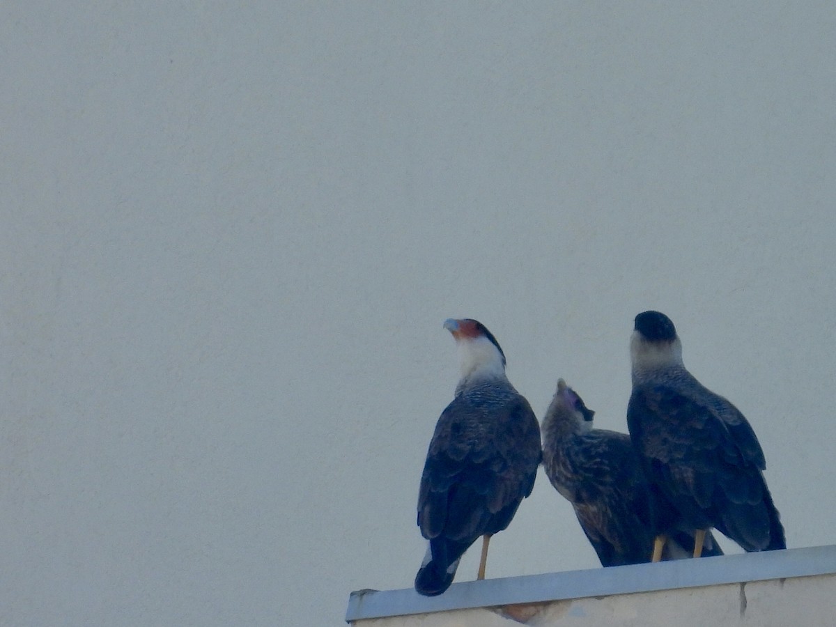 karančo jižní (ssp. plancus) - ML646900339