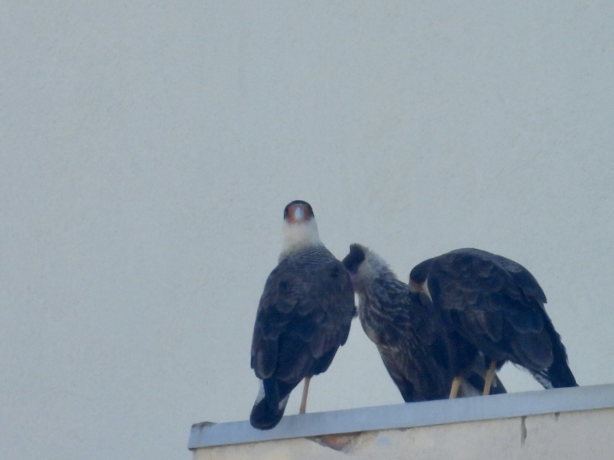 karančo jižní (ssp. plancus) - ML646900341