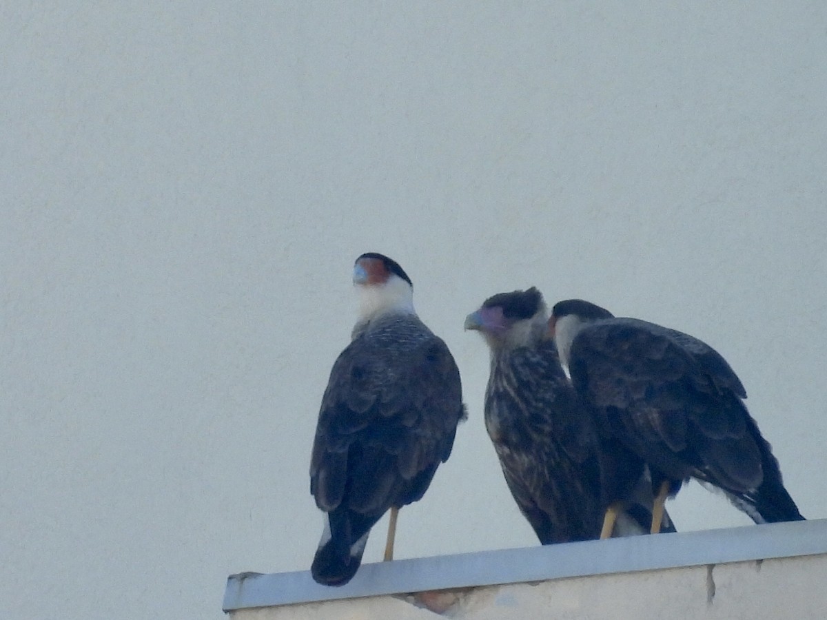 karančo jižní (ssp. plancus) - ML646900342