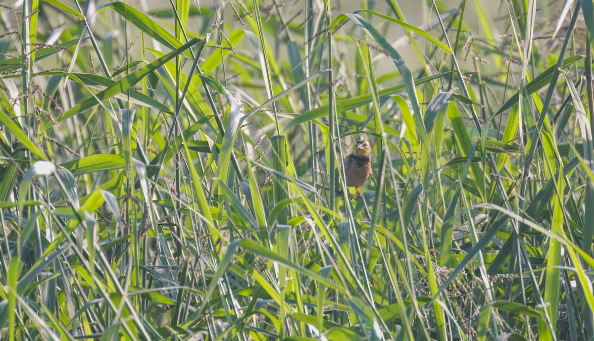 bengalvever - ML646900343