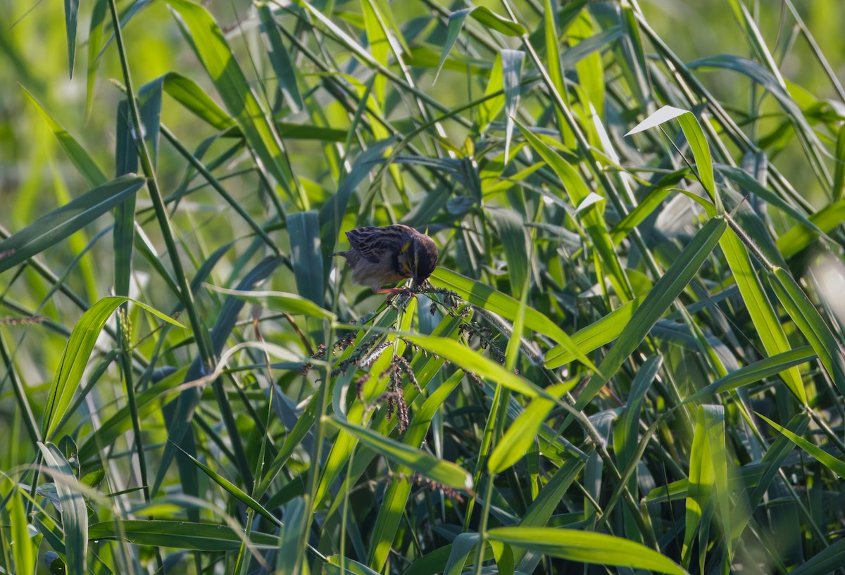 bengalvever - ML646900344