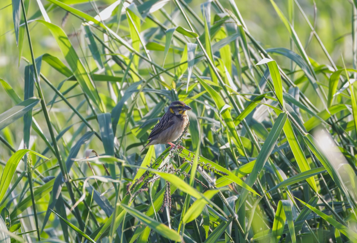 bengalvever - ML646900345