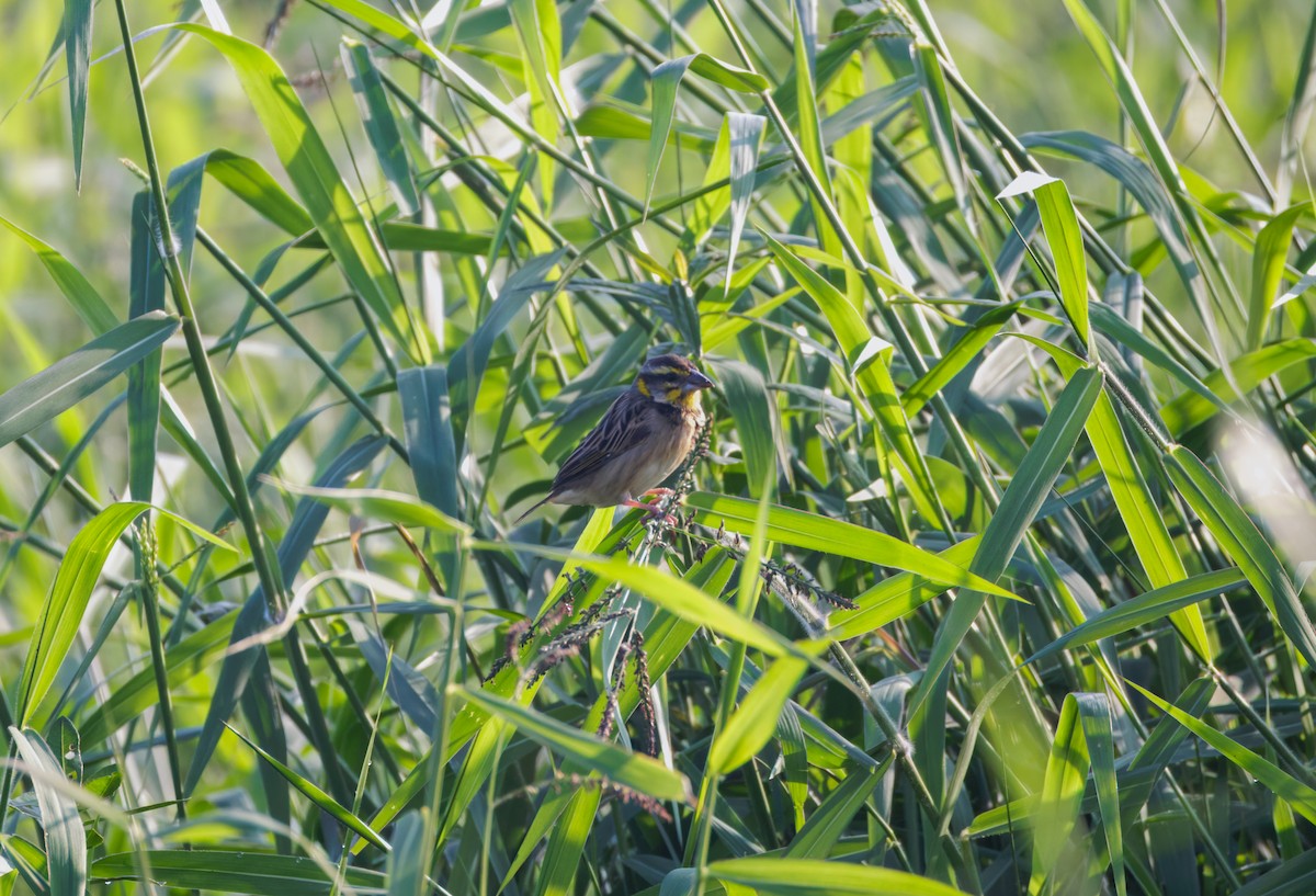 bengalvever - ML646900346