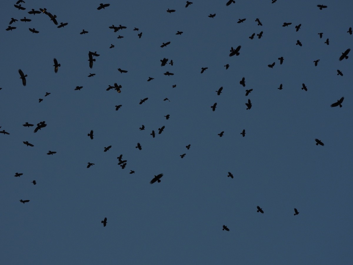 鴉屬 - ML646900351