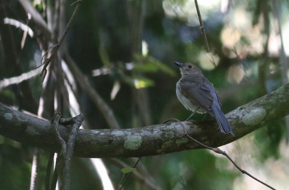 Серогрудый питуи - ML646900355