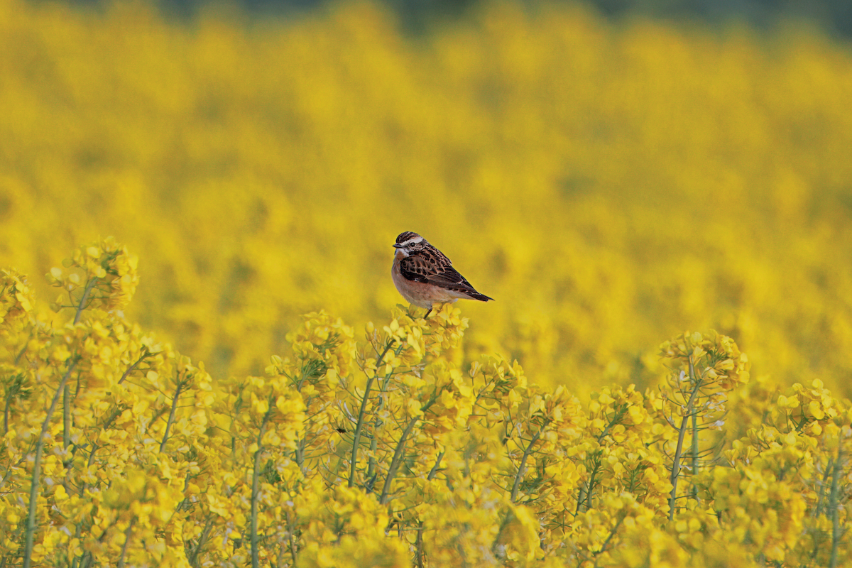 Whinchat - ML646900356