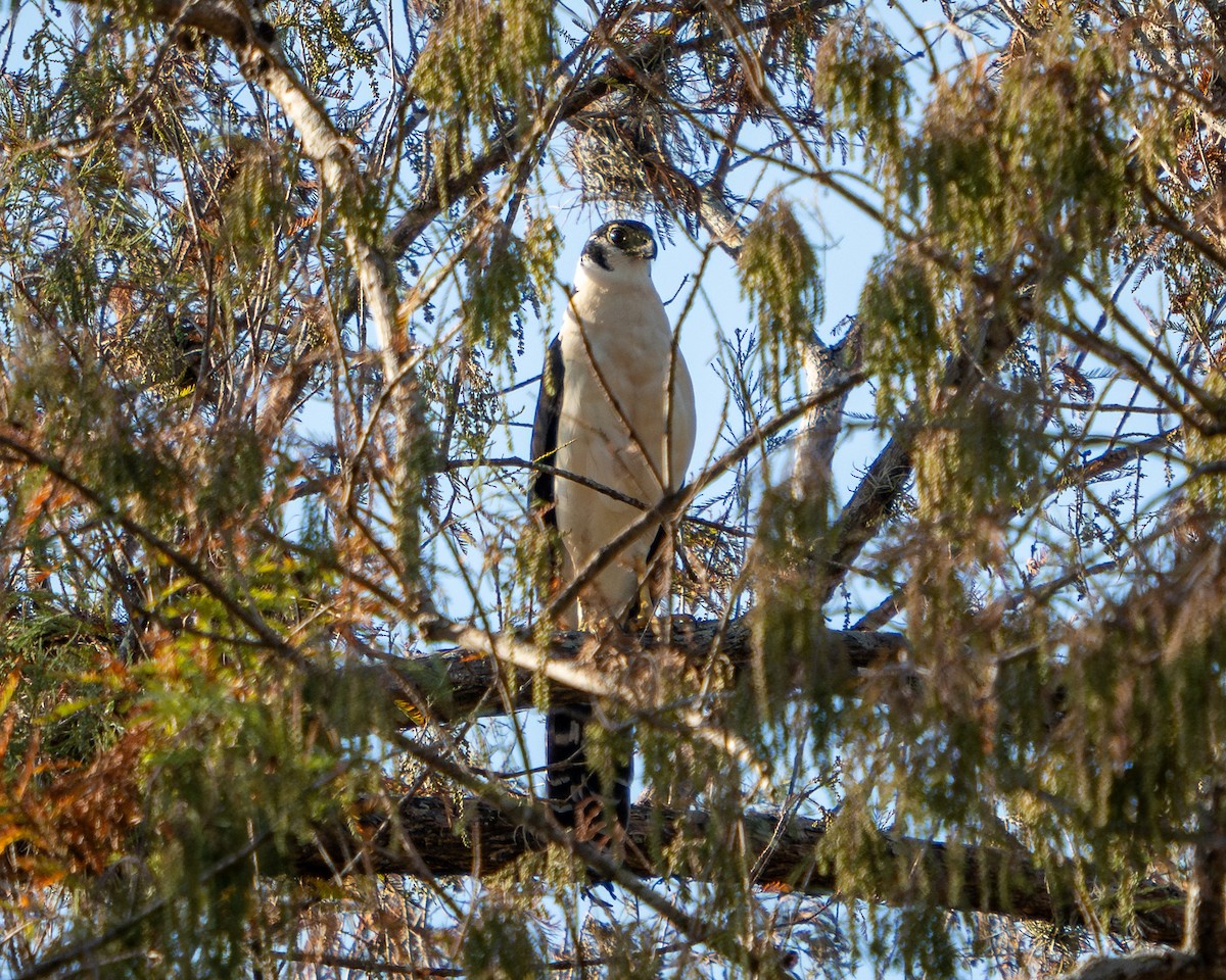 Halcón Montés Collarejo - ML646900357