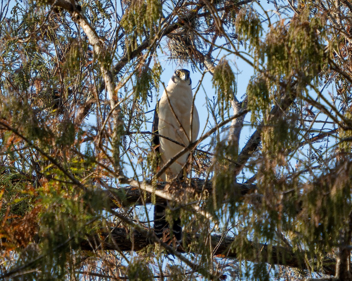 Halcón Montés Collarejo - ML646900367