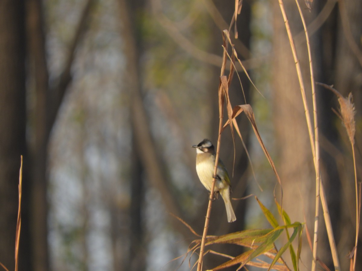 Бюльбюль китайський - ML646900368