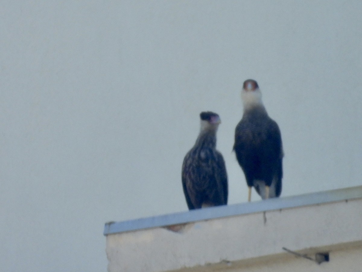 karančo jižní (ssp. plancus) - ML646900374